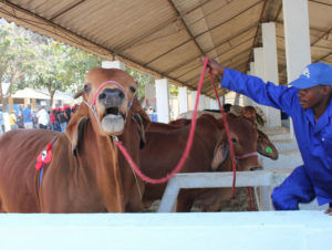 buengas