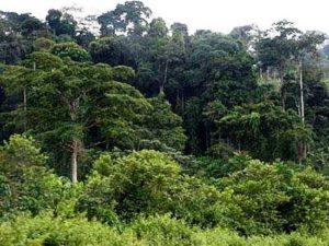 floresta-do-mayombe