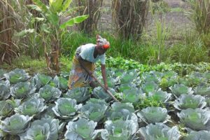 agricultura..