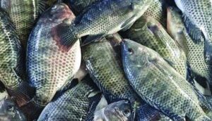 tilapia_1438869388600f24573a809
