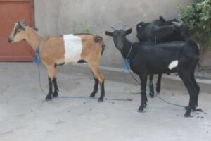 818833269_1_644x461_vendese-cabritos-lubango