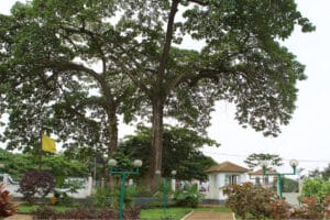 yala nkuwu 2-1240x827