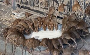 Por-que-os-ratos-se-proliferam-mais-no-verao-01