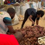 MAIS DE 50 TONELADAS DE PRODUTOS AGRÍCOLAS MARCAM Iª FEIRA DA BATATA-DOCE NO MUCABA